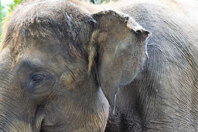 Close-up of elephant