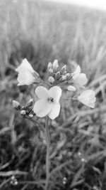 Close-up of white flowering plant on field