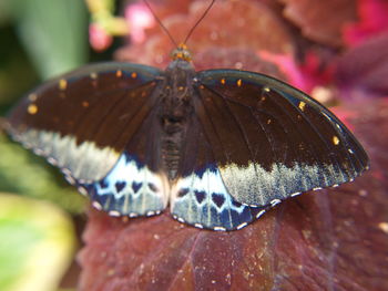 Close-up of butterfly on leaf