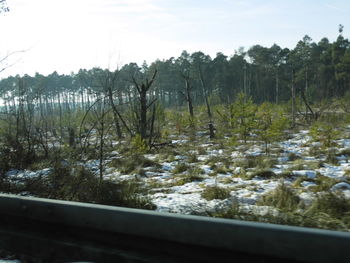 Trees in forest against sky