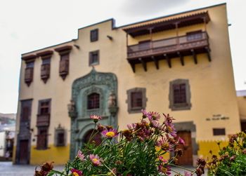 Flowering plants by building against sky