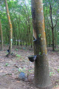 View of trees in the forest