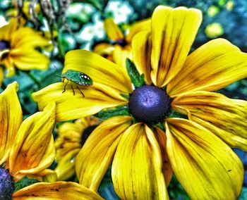 Close-up of yellow flowers