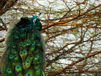 Close-up of peacock