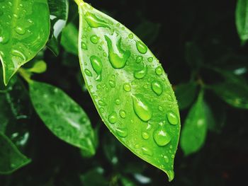 Close-up of raindrops on leaves