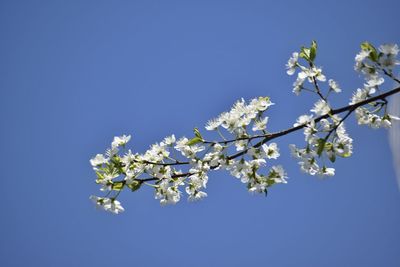 Low angle view of apple blossoms in spring against clear sky