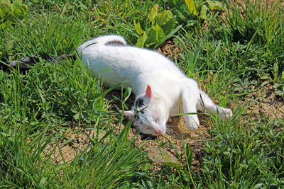 View of a dog lying on grass