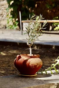 plant