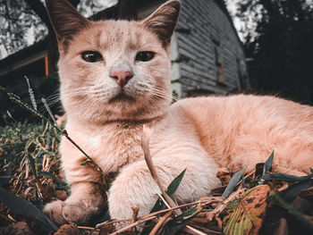 Close-up portrait of a cat