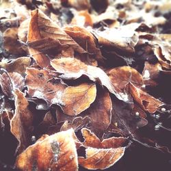 Close-up of dried maple leaves on land