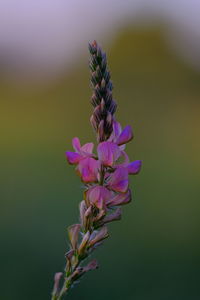 Close-up of purple flowering plant