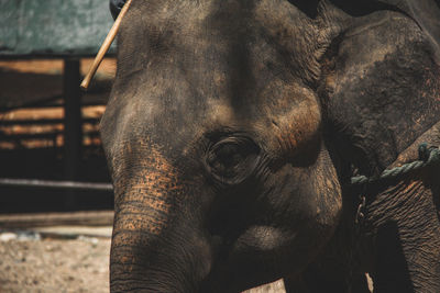 Close-up of elephant in zoo