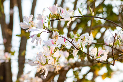 Close-up of cherry blossoms in spring