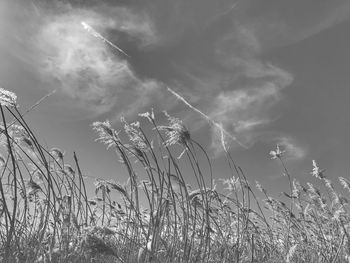 Plants growing on field against sky