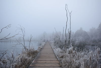 Boardwalk amidst plants against sky