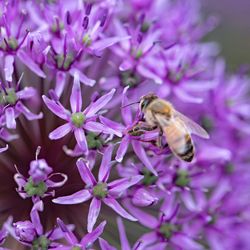 Close-up of bee on purple flower