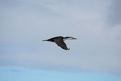 Low angle view of bird flying in sky