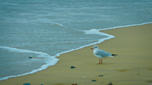 Seagull perching on a sea