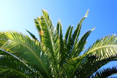 Low angle view of palm tree against blue sky