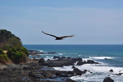 Bird flying over sea against sky