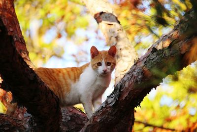 Portrait of cat sitting on tree