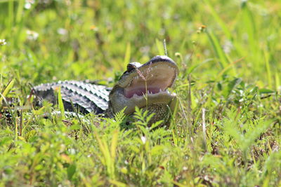 Close-up of crab on grass