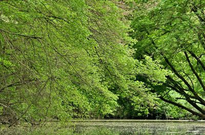 Scenic view of trees in forest