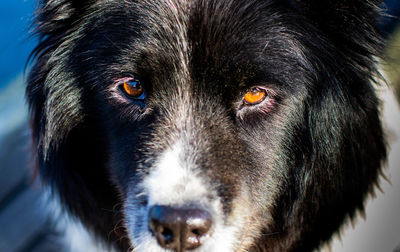 Close-up portrait of black dog