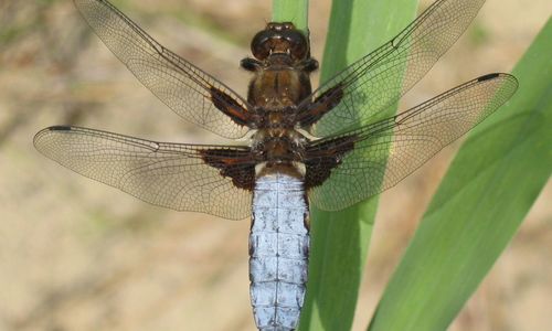 Close-up of dragonfly on plant