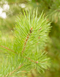 Close-up of insect on pine tree