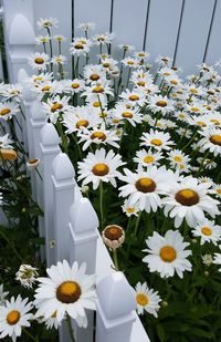 Close-up of white flowers blooming outdoors