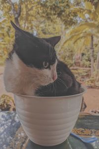 Close-up of a cat looking away