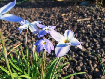 High angle view of purple crocus flowers on field