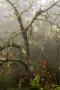 Close-up of bare tree against sky