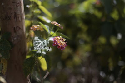 Close-up of butterfly on white flowering plant