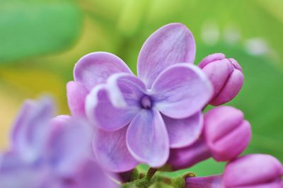 Close-up of purple flowers blooming outdoors