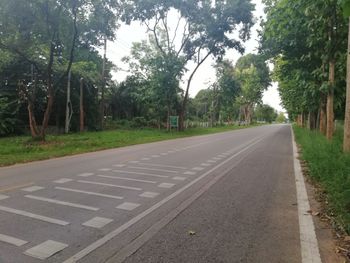 Surface level of road by trees in city