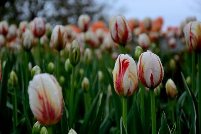 Close-up of tulips blooming outdoors