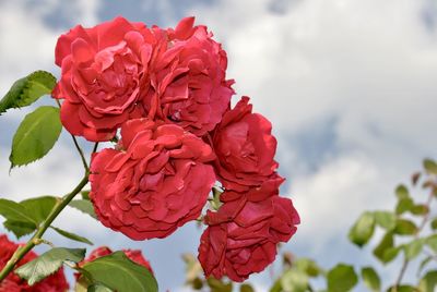 Close-up of red rose