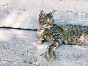 Cat relaxing outdoors