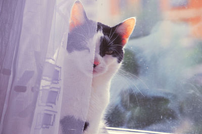 Cat looking through window