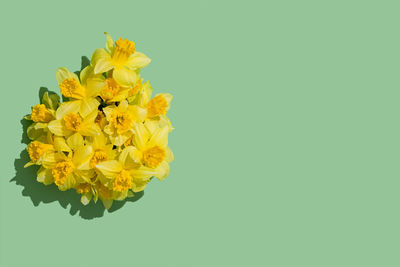 Close-up of yellow flower against white background