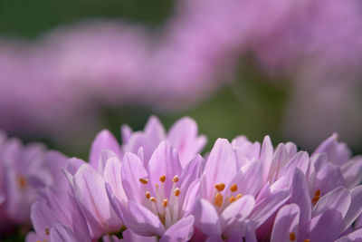 Close-up of pink flowering plant