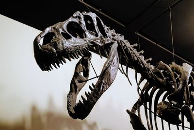 Low angle view of animal skull