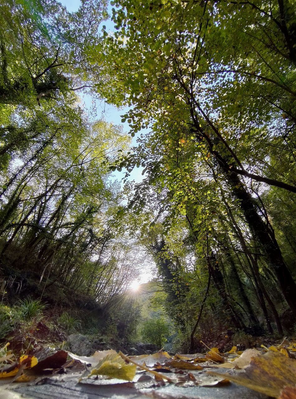 SUNLIGHT STREAMING THROUGH TREE IN FOREST