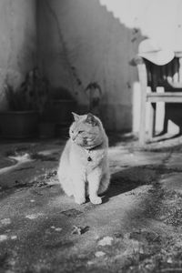 Cat sitting on street