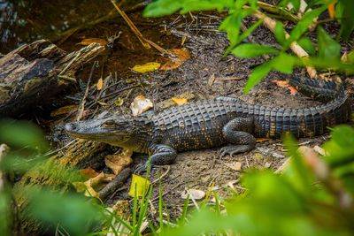 Close-up of crocodile on shore