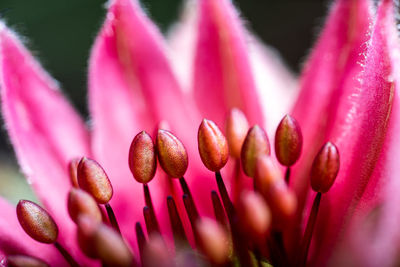 Macro shot of pink flowering plant