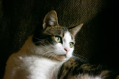 Close-up portrait of a cat looking away