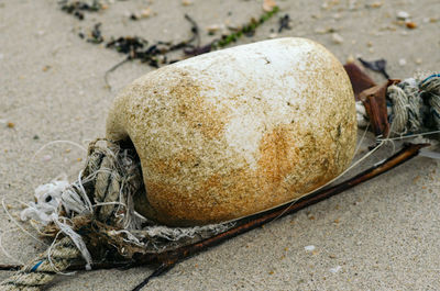 Close-up of crab on sand